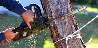 Best Stump Grinding and Removal  in Fairfax, VA