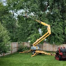 Best Tree Maintenance Programs  in Fairfax, VA
