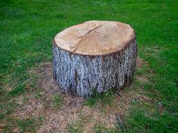 Best Tree Trimming and Pruning  in Fairfax, VA
