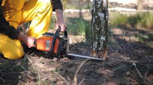Best Leaf Removal  in Fairfax, VA
