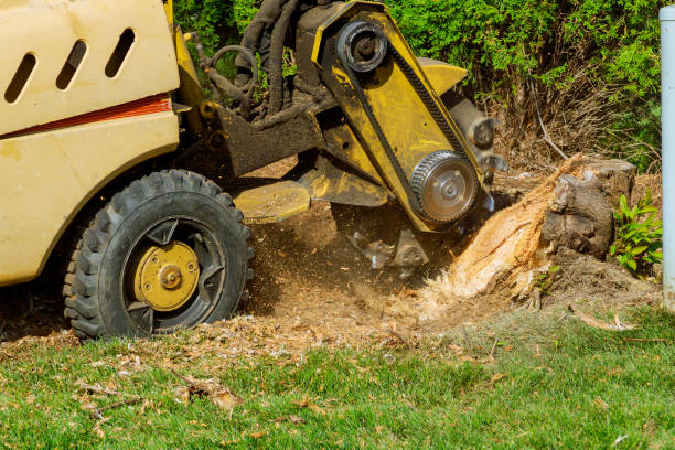 Organic Lawn Care Solutions in Fairfax, VA
