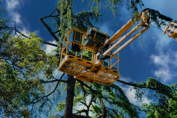 How Our Tree Care Process Works  in  Fairfax, VA