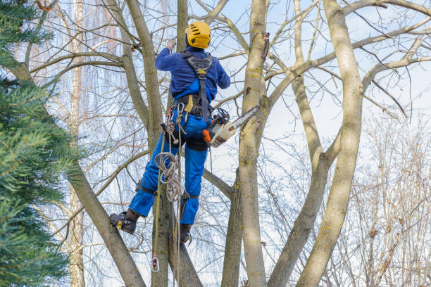 Best Firewood Processing and Delivery  in Fairfax, VA