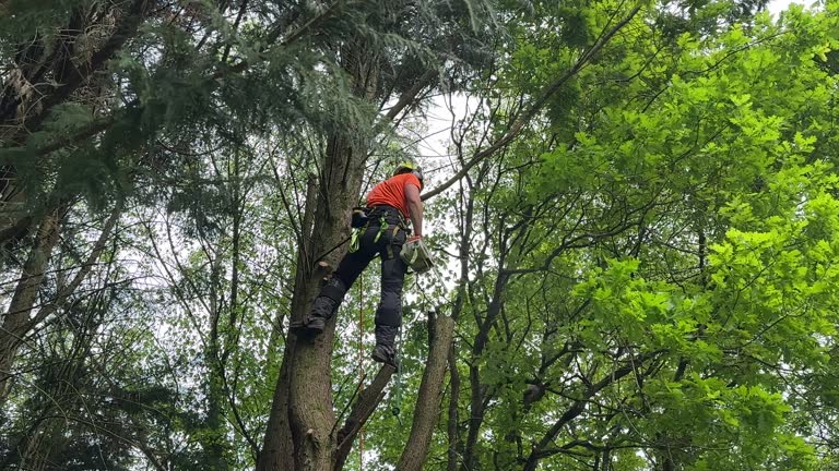 Best Palm Tree Trimming  in Fairfax, VA