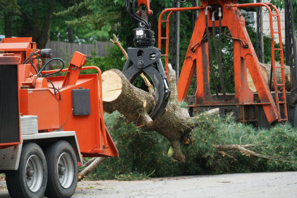 Best Emergency Tree Removal  in Fairfax, VA