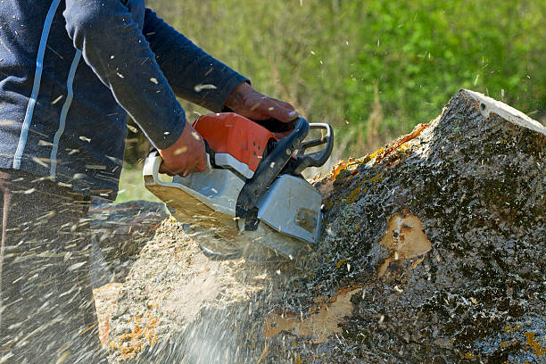 Best Tree Preservation Services  in Fairfax, VA