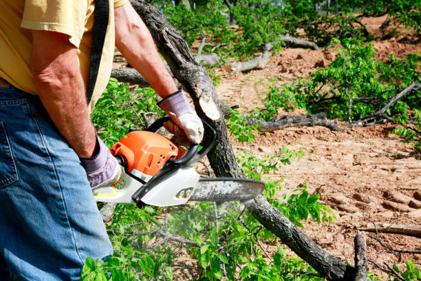 Best Storm Damage Tree Cleanup  in Fairfax, VA