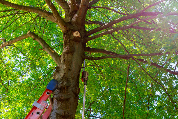 Fairfax, VA Tree Services Pros